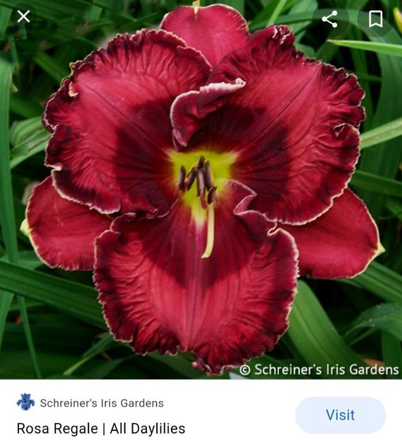  - Hemerocallis achiziții 2022
