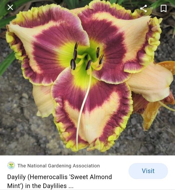 - Hemerocallis achiziții 2022