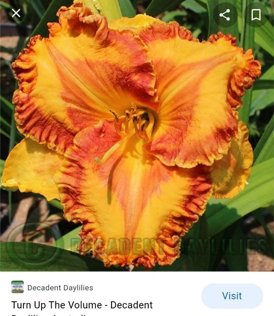  - Hemerocallis achiziții 2022