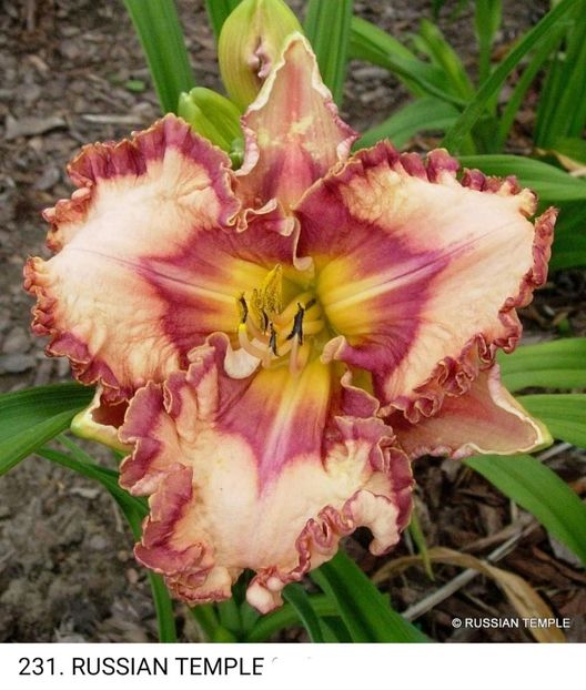  - Hemerocallis achiziții 2022