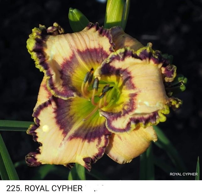  - Hemerocallis achiziții 2022