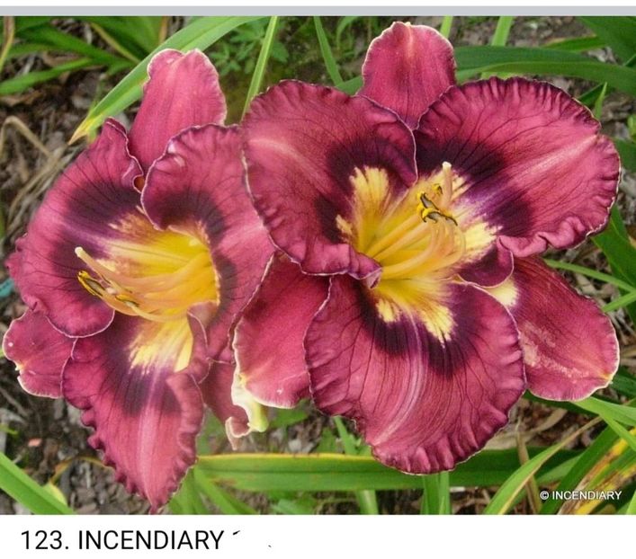  - Hemerocallis achiziții 2022