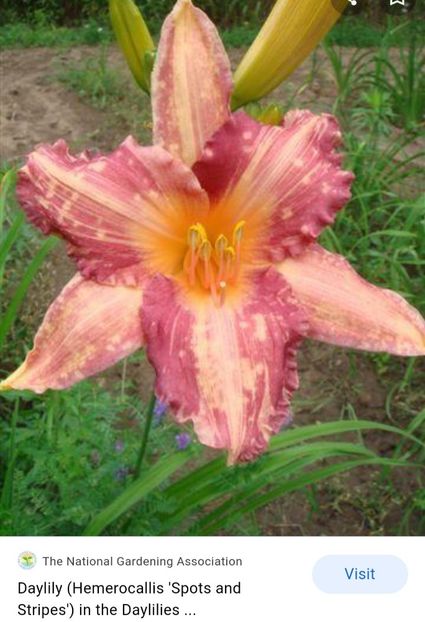  - Hemerocallis achiziții 2022