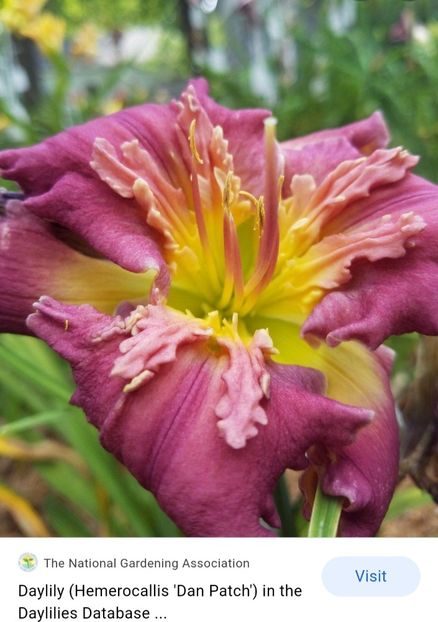  - Hemerocallis achiziții 2022