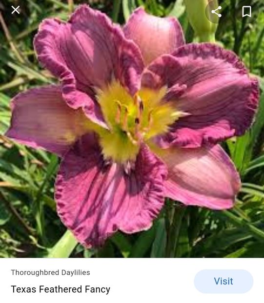  - Hemerocallis achiziții 2022