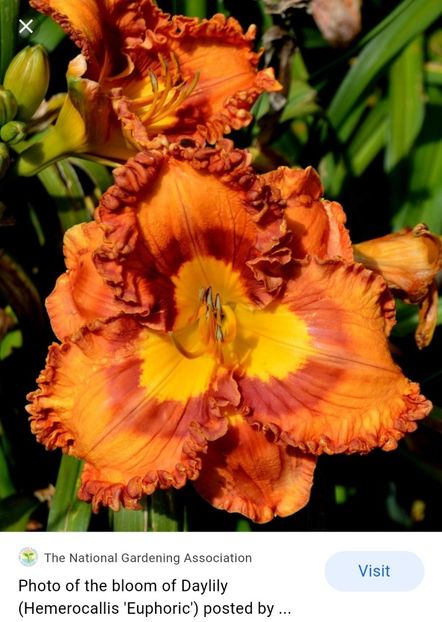  - Hemerocallis achiziții 2022