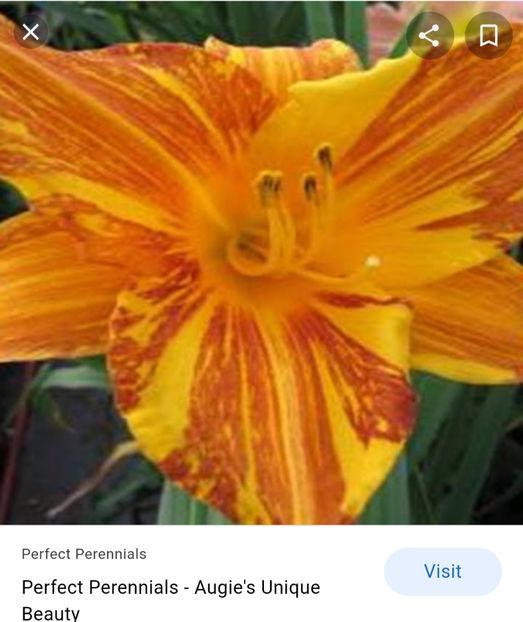  - Hemerocallis achiziții 2022