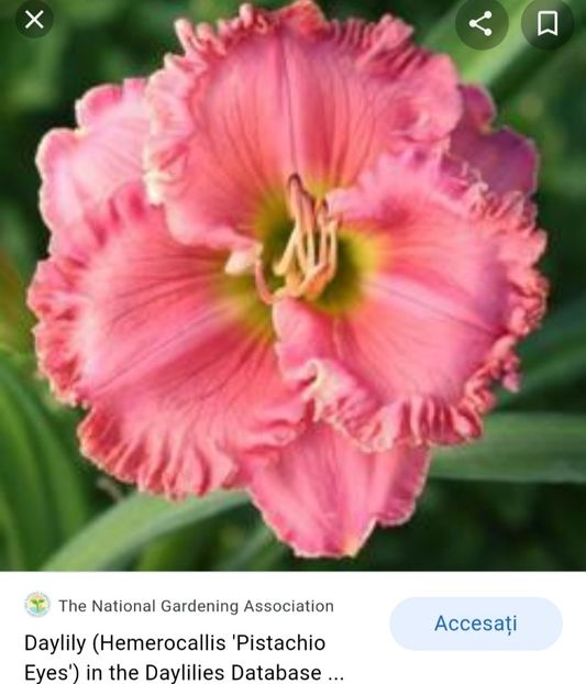  - Hemerocallis achiziții 2022