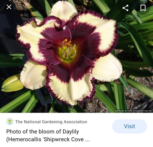  - Hemerocallis achiziții 2022