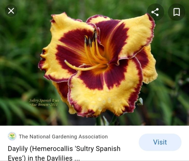  - Hemerocallis achiziții 2022
