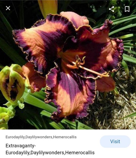  - Hemerocallis achiziții 2022