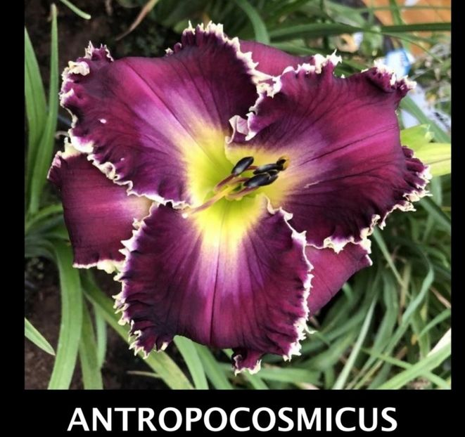  - Hemerocallis achiziții 2022