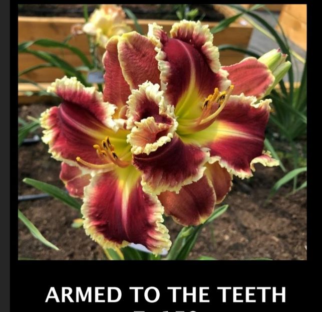  - Hemerocallis achiziții 2022