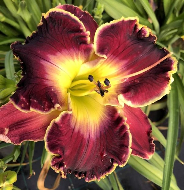  - Hemerocallis achiziții 2022