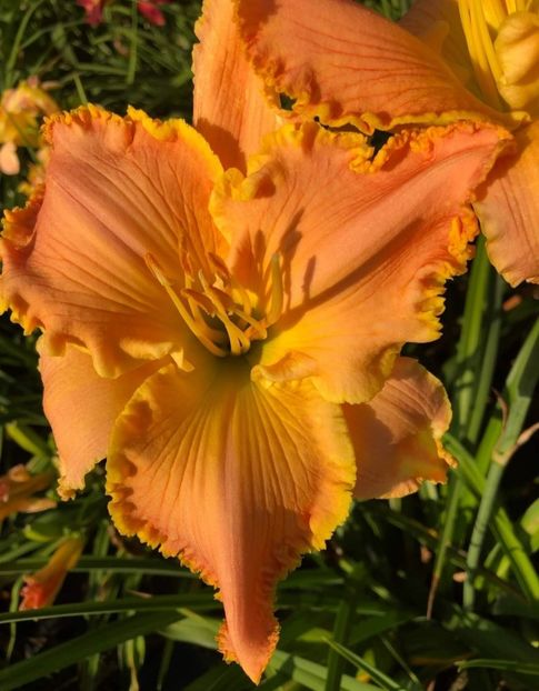  - Hemerocallis achiziții 2022