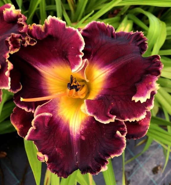  - Hemerocallis achiziții 2022