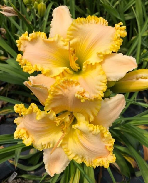  - Hemerocallis achiziții 2022