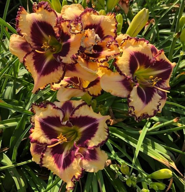  - Hemerocallis achiziții 2022