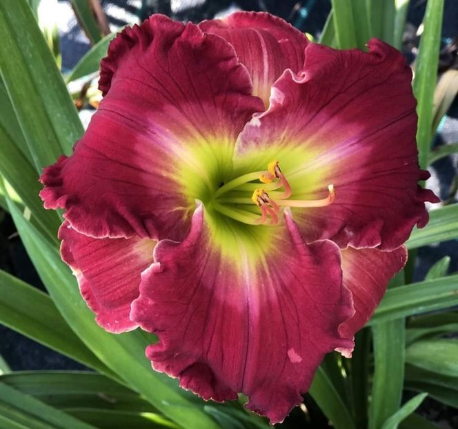  - Hemerocallis achiziții 2022
