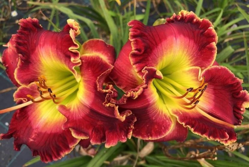  - Hemerocallis achiziții 2022