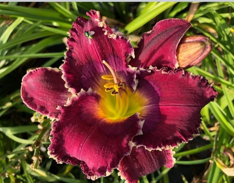  - Hemerocallis achiziții 2022