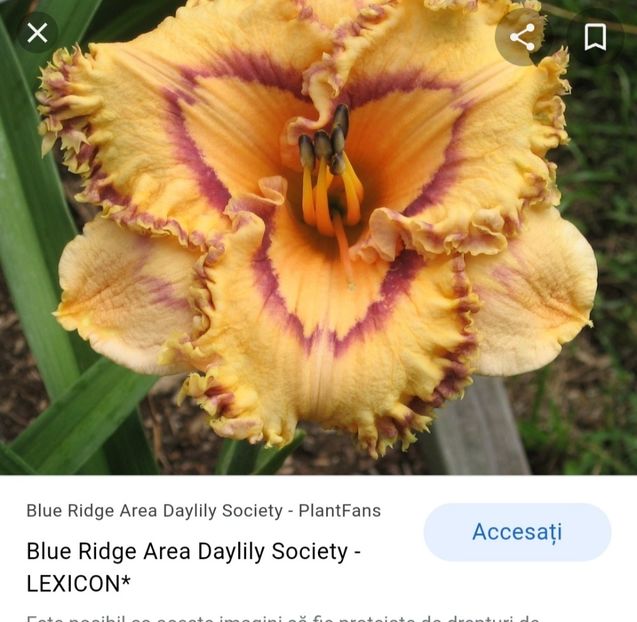  - Hemerocallis achiziții 2022