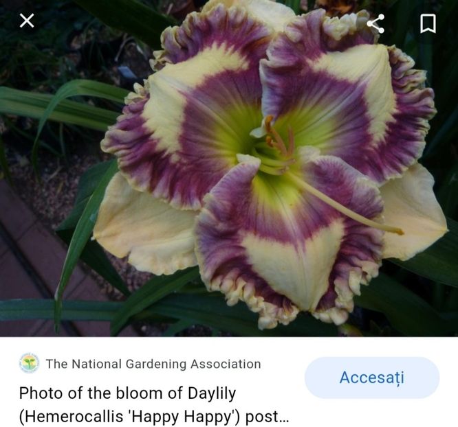  - Hemerocallis achiziții 2022