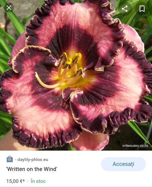  - Hemerocallis achiziții 2022