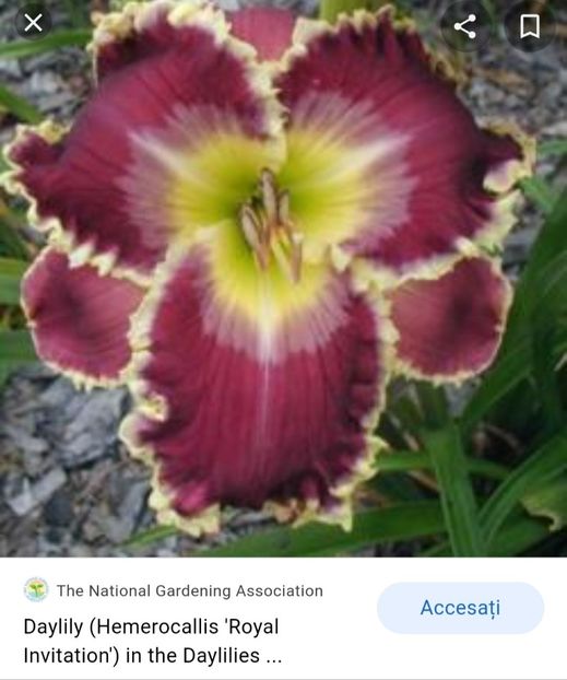  - Hemerocallis achiziții 2022