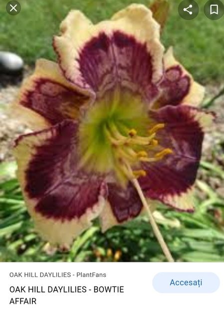  - Hemerocallis achiziții 2022