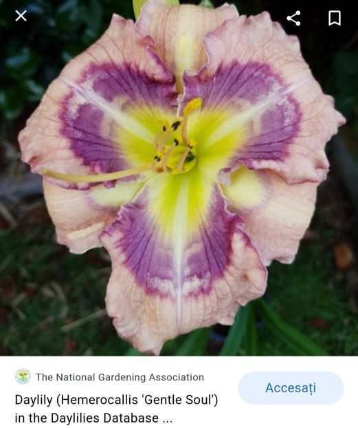 - Hemerocallis achiziții 2022