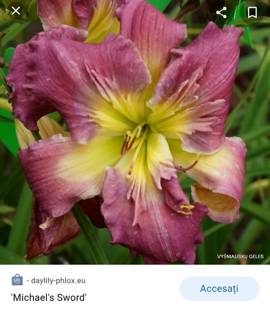  - Hemerocallis achiziții 2022