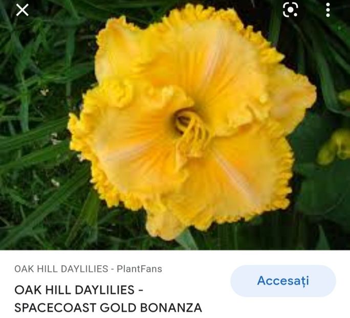  - Hemerocallis achiziții 2022