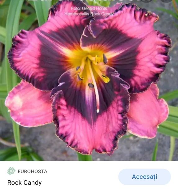  - Hemerocallis achiziții 2022