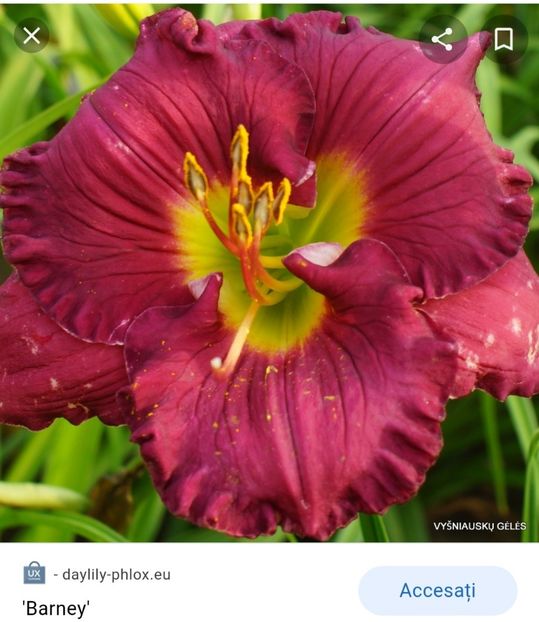  - Hemerocallis achiziții 2022