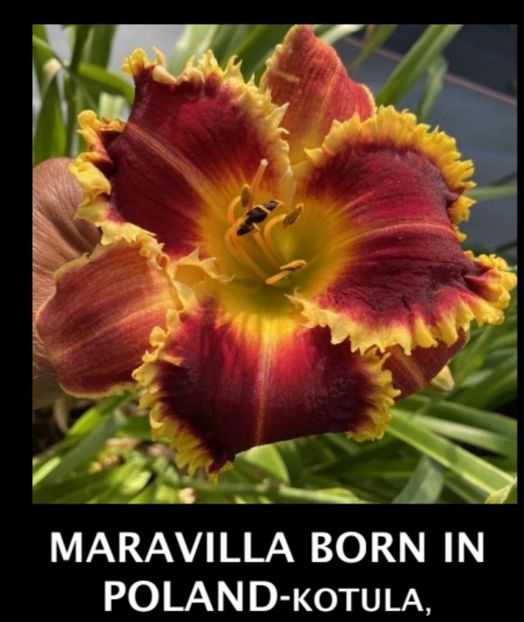  - Hemerocallis achiziții 2022