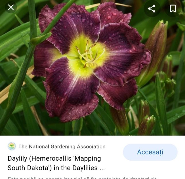 - Hemerocallis achiziții 2022