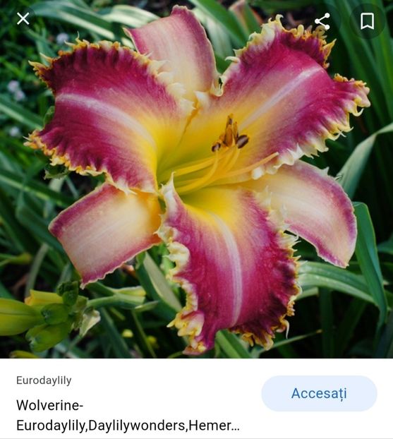  - Hemerocallis achiziții 2022