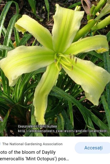  - Hemerocallis achiziții 2022