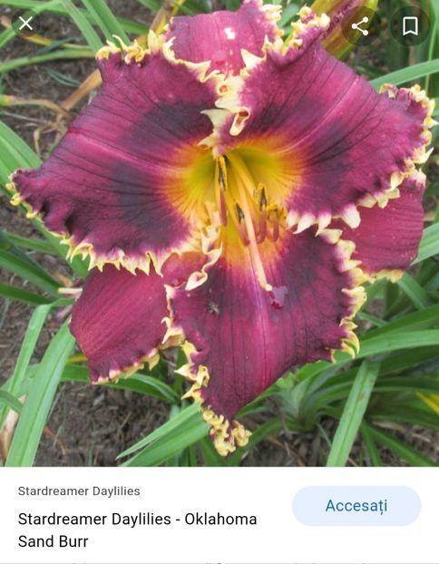  - Hemerocallis achiziții 2022