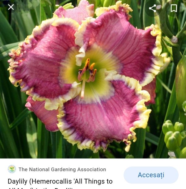  - Hemerocallis achiziții 2022