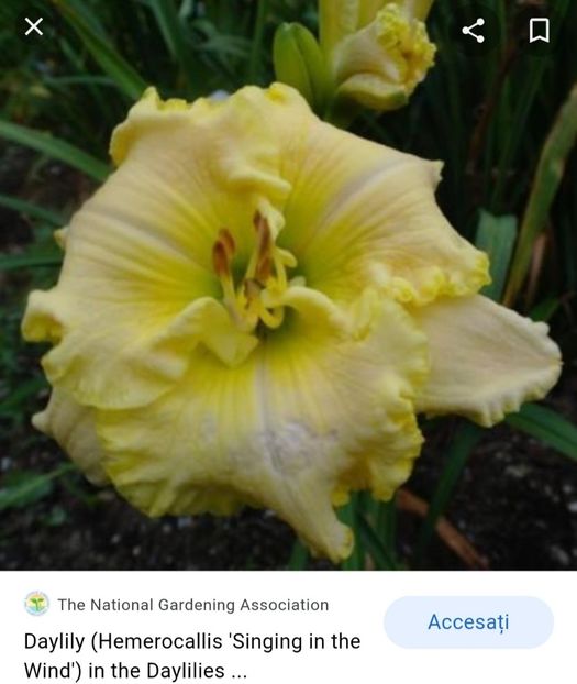  - Hemerocallis achiziții 2022