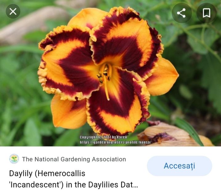  - Hemerocallis achiziții 2022