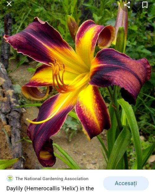  - Hemerocallis achiziții 2022