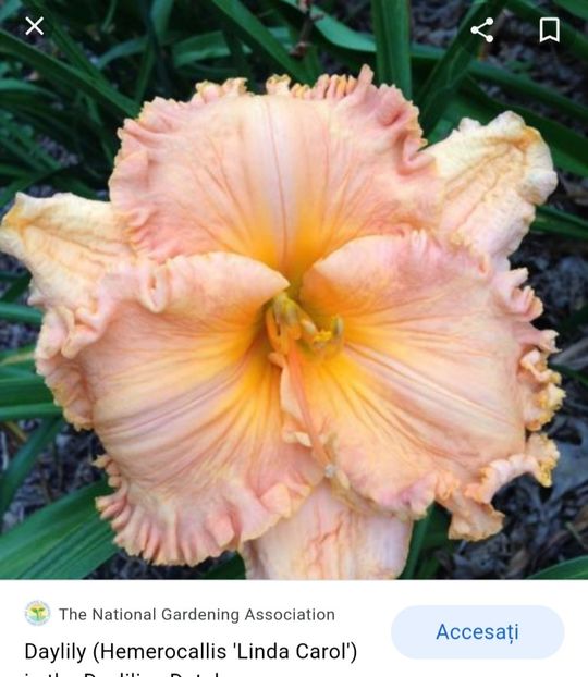  - Hemerocallis achiziții 2022