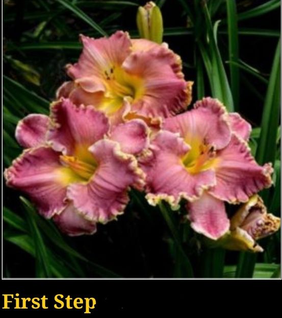  - Hemerocallis achiziții 2022