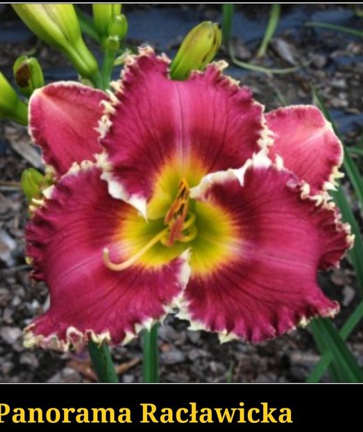  - Hemerocallis achiziții 2022