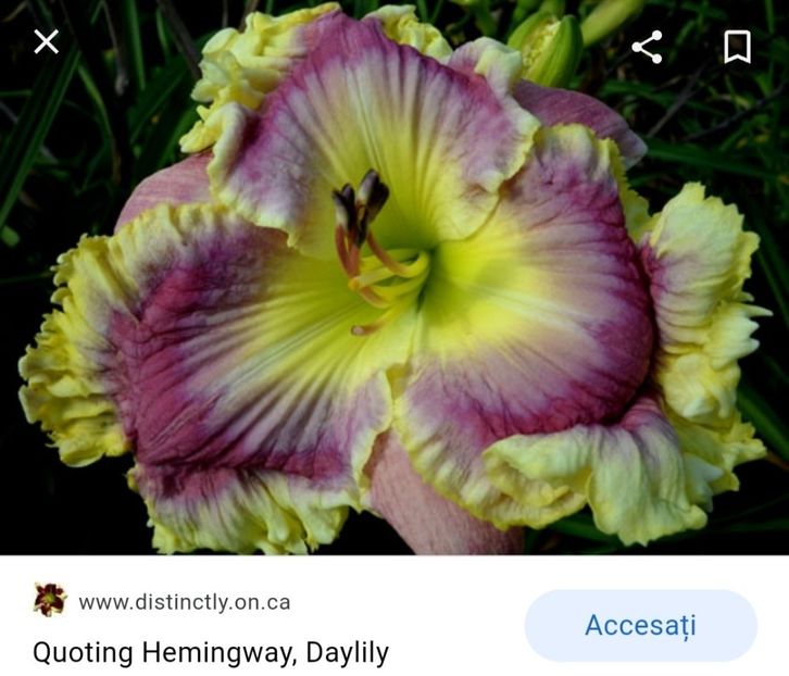  - Hemerocallis achiziții 2022