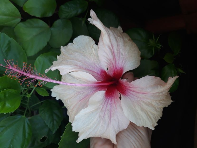  - Hibi Rowena Weeding