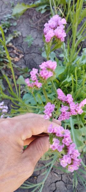  - Limonium 2022